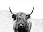 Möbelix Leinwandbild Scottish Highland Cattle II Grau 116x84 cm