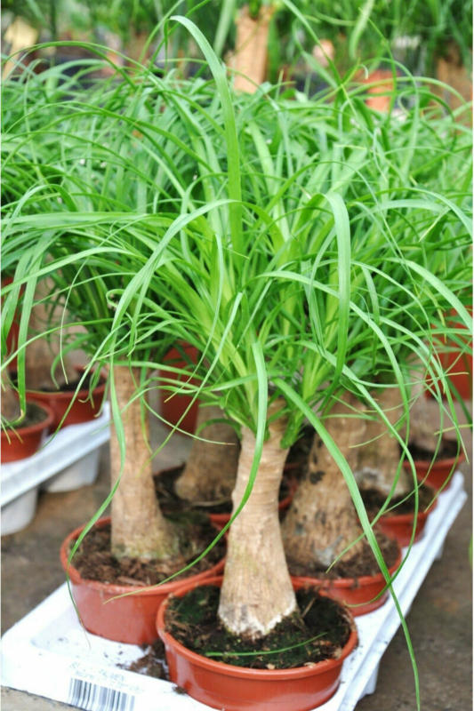 Elefantenfuß (Flaschenbaum), 14 cm Topf
