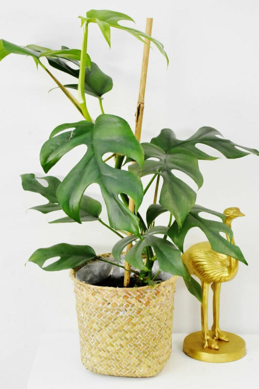 Fensterblatt „Minima“(Monstera), 12-13 cm Topf