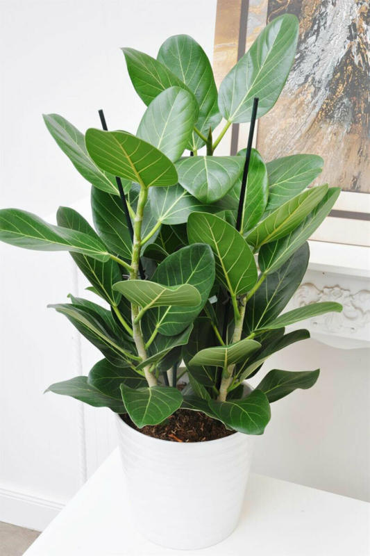 Banyan-Feige „Audrey“ (Indische Feige), 3er-Tuff