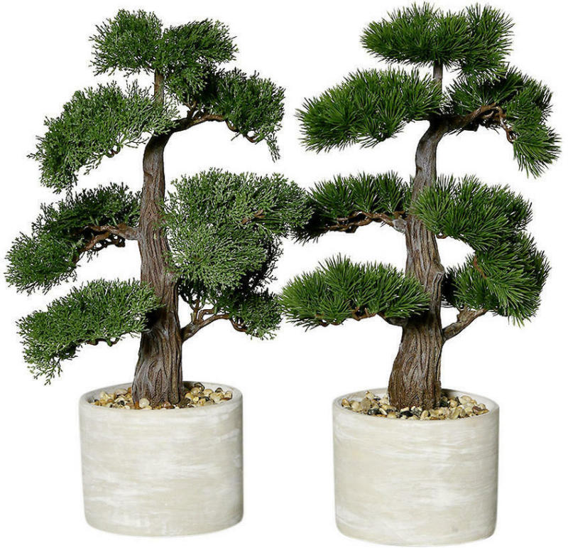 Bonsai