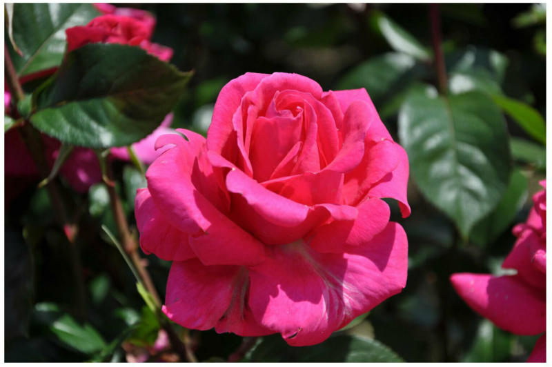 Edelrose rosa, C3 Topf 3
