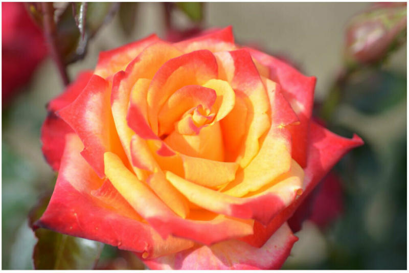 Edelrose zweifarbig, C3 Topf 3