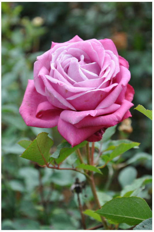 Edelrose lila, C3 Topf 3 L