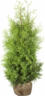 Lebensbaum „Brabant“ 120-140 cm, Ballenware