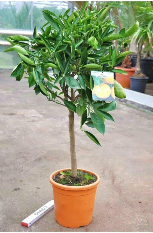Orangenbaum „Tangelo Mapo“