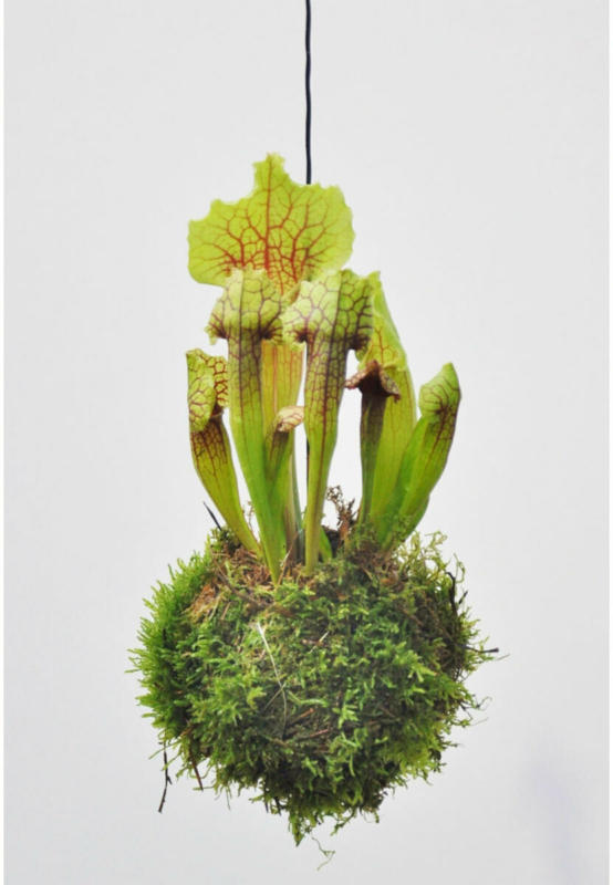 Moosball „Schlauchpflanze Sarracenia“