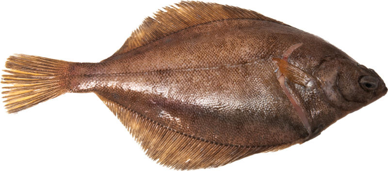 Heilbutt