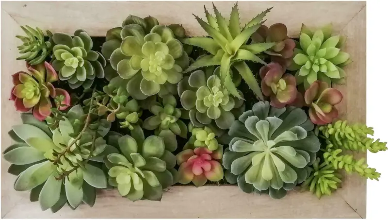Wanddeko Sukkulente