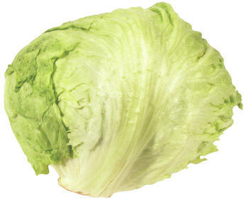 Salat - Eisbergsalat/Eissalat