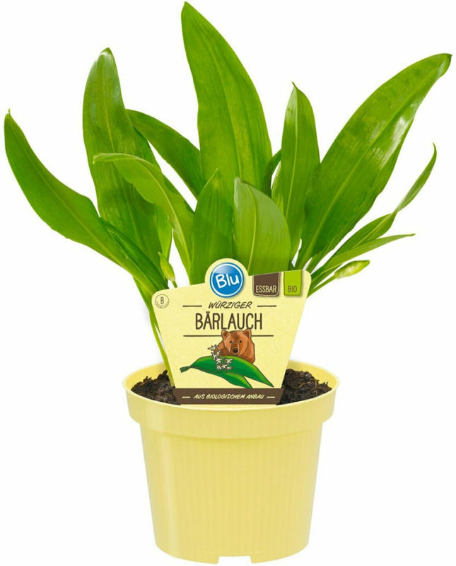 Bio-Bärlauch Topf-Ø ca. 11 cm Allium