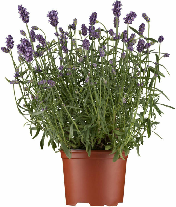 OBI Echter Lavendel Topf-Ø ca. 14 cm Lavandula