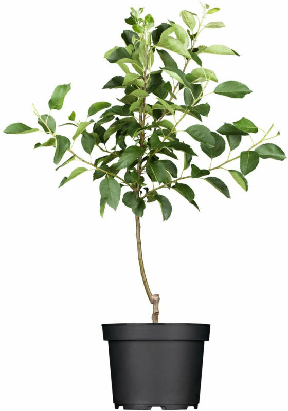 OBI Herbstapfel "Elstar" Höhe ca. 120 - 140 cm Topf ca. 7 l Malus