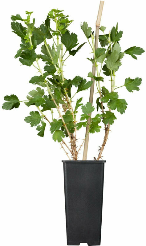 OBI Stachelbeere "Hinnonmäki" Rot Höhe ca. 20 - 30 cm Topf ca. 2 l Ribes