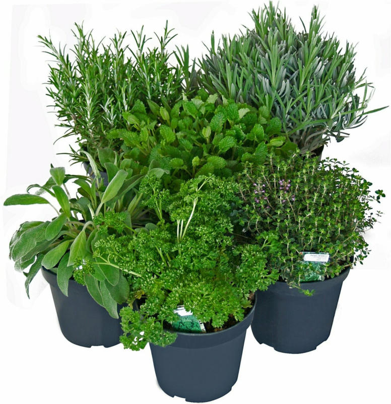 OBI Kräutermischung "Italienische Kräuter" Topf-Ø ca. 14 cm