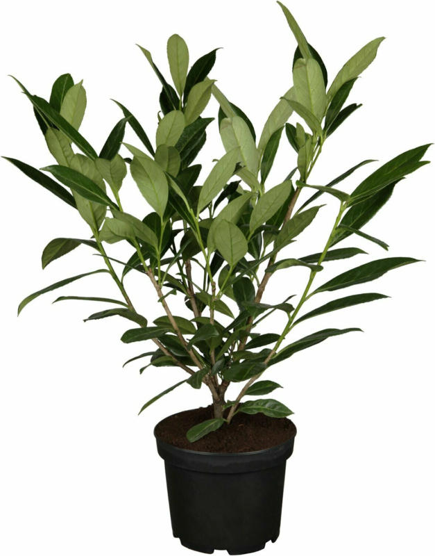 OBI Kirschlorbeer "Caucasica" Höhe ca. 40 - 60 cm Topf ca. 3 l Prunus