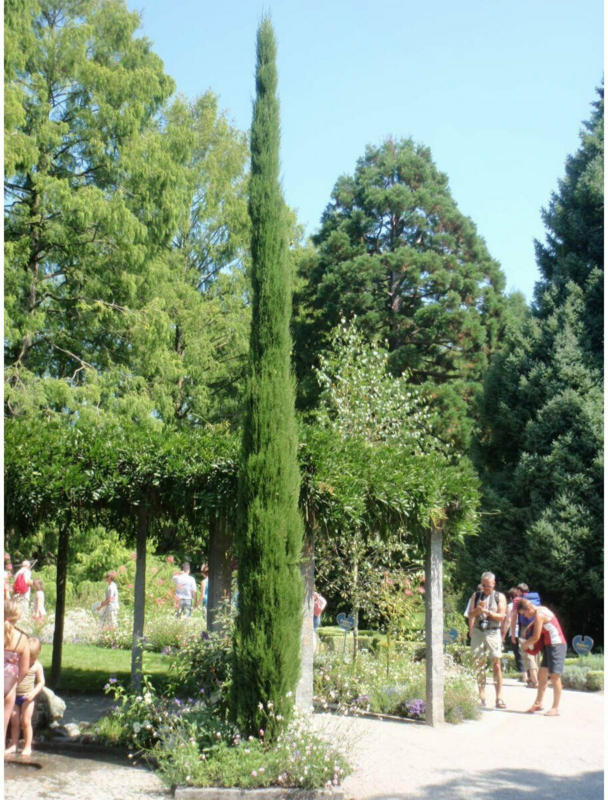 Toskana Zypresse, 80-100 cm