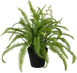 Kunstpflanze Farn in Grün