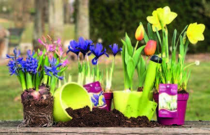 Rubina-Garden Zwiebelpflanzen im Topf