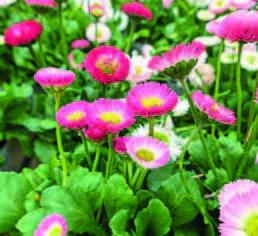 Gänseblümchen