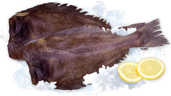 Heilbutt (Hippoglossus hippoglossus) ohne Kopf, frisch