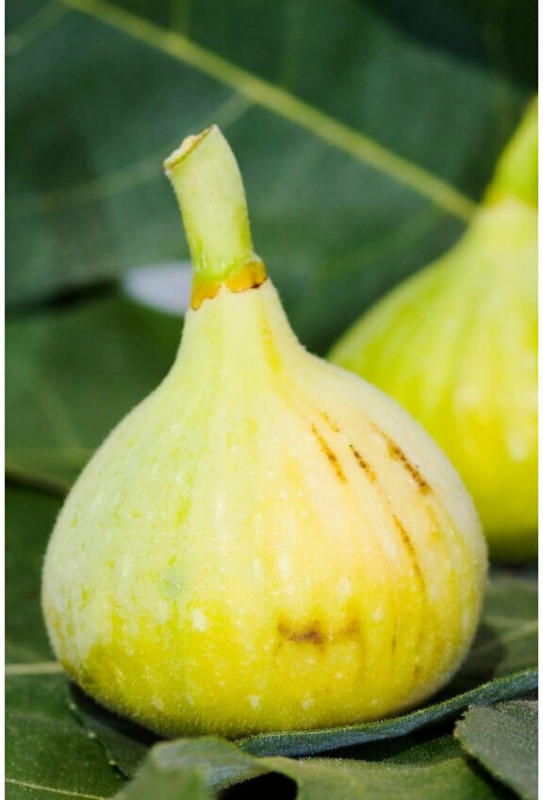 Feigenbaum „Cuello Dama Blanca“, Helle Feige