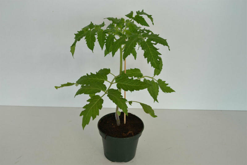 Veredelte Tomate „Ochsenherz“, 12 cm Topf