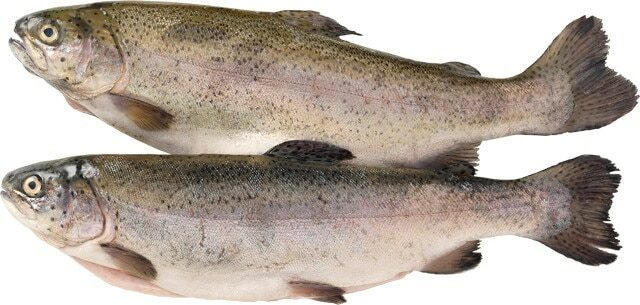 Regenbogenforellen
