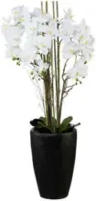 mömax Dornbirn - Ihr Trendmöbelhaus in Dornbirn Kunstpflanze Orchidee ca. 120cm