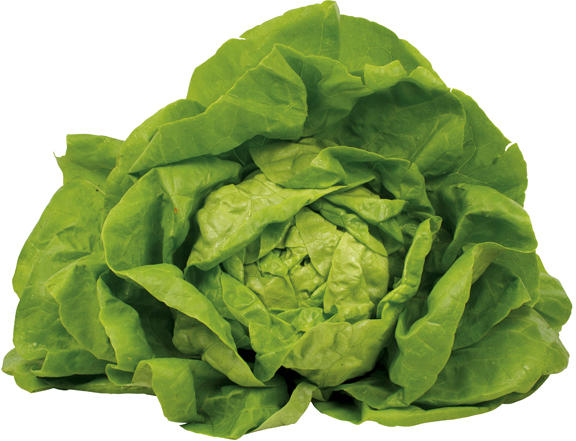 Salat - Kopfsalat