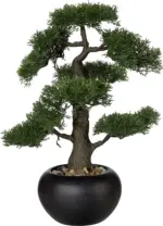 mömax Dornbirn - Ihr Trendmöbelhaus in Dornbirn Bonsai Zeder in Grün inkl. Topf
