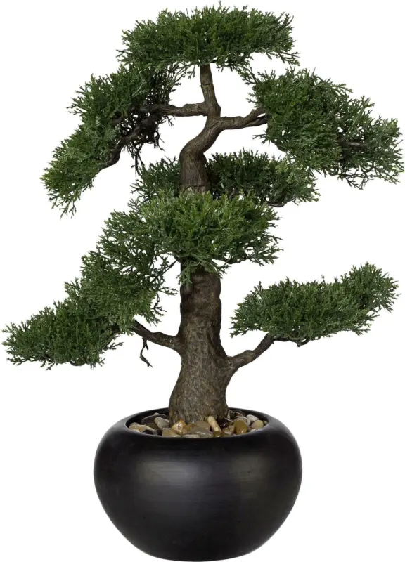 Bonsai Zeder in Grün inkl. Topf