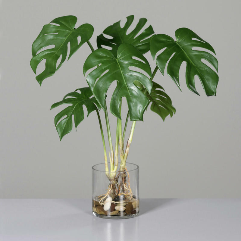Monstera Strauch
