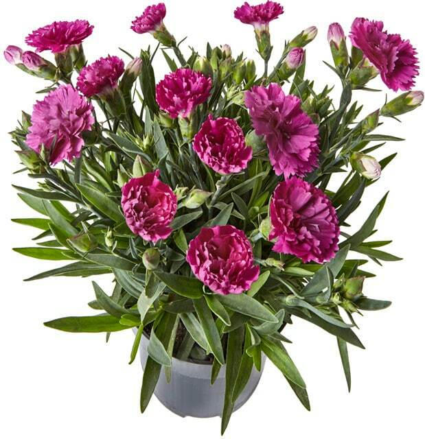 Gartennelken