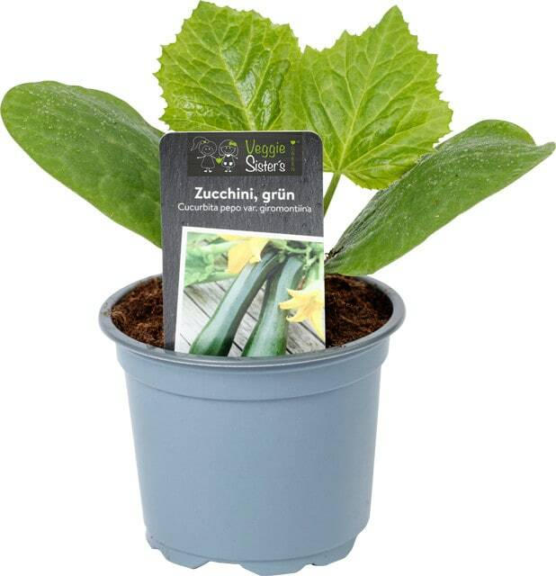 Gemüsepflanzen - 3 Stück