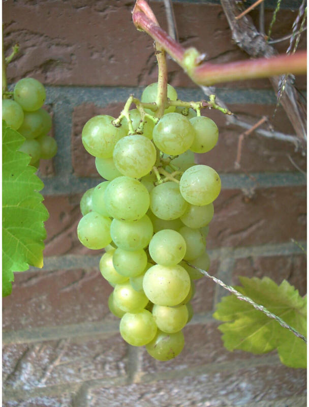 Weinrebe „Phoenix“, gelb