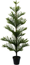 mömax Spittal a. d. Drau Kunstpflanze Araucarienbaum, ca. 175cm