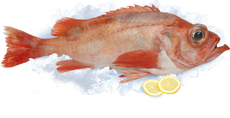 Rotbarsch (Sebastus marinus), frisch