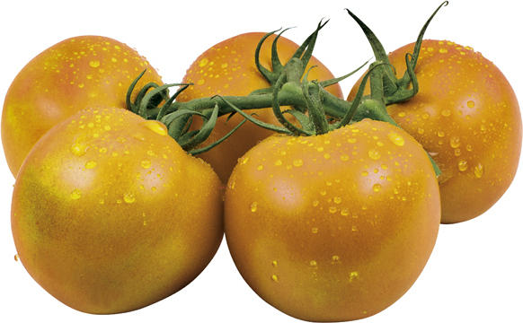 Tomaten - Strauchtomaten orange