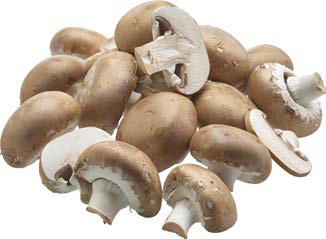 Bio- Champignons