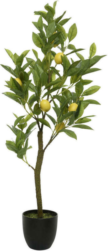 Dekobaum
