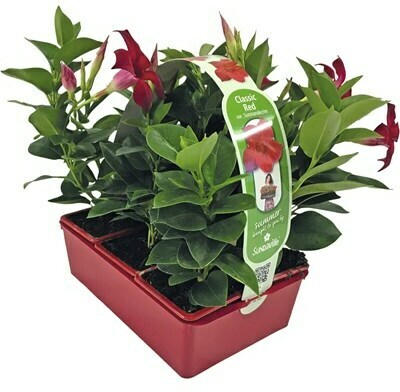 Dipladenia 6er Set