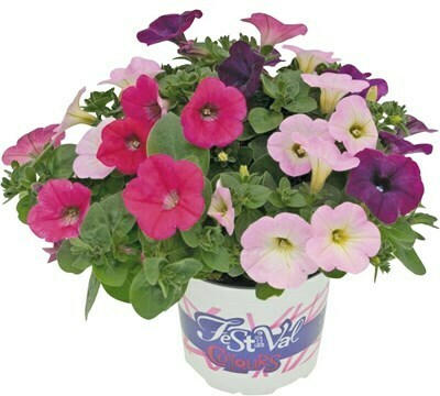 Sommerflor Trio P12 cm