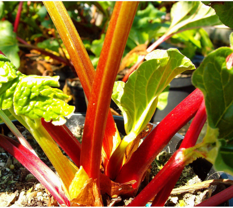 Rhabarber „Holsteiner Blut“