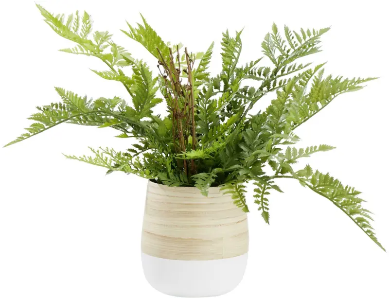 Übertopf Naturelle Ø ca. 12cm