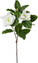 mömax Wels - Ihr Trendmöbelhaus in Wels Kunstpflanze Magnolie in Weiß