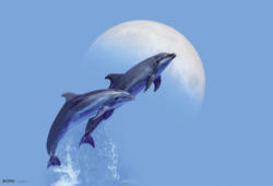 Schreibunterlage Dolphins ca. 60x40cm