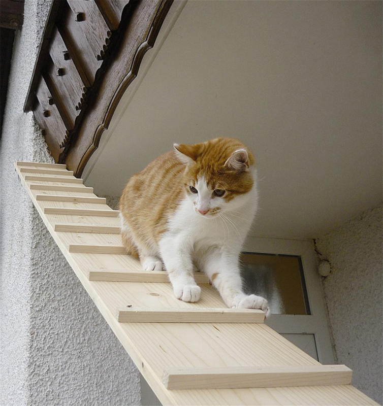 Elmato Escalier pour chat 1 mètre avec connexion