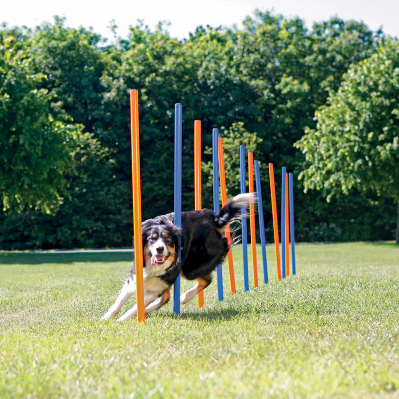 Dog Activity Agility Safer Slalom