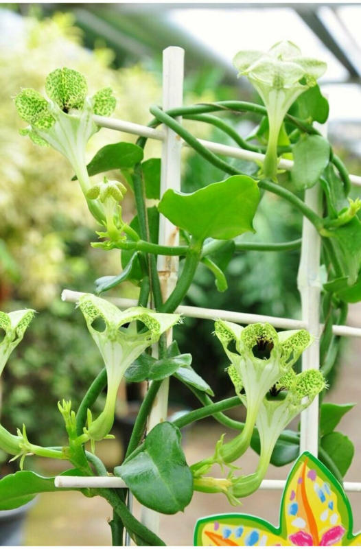 Kletternde Leuchterblume